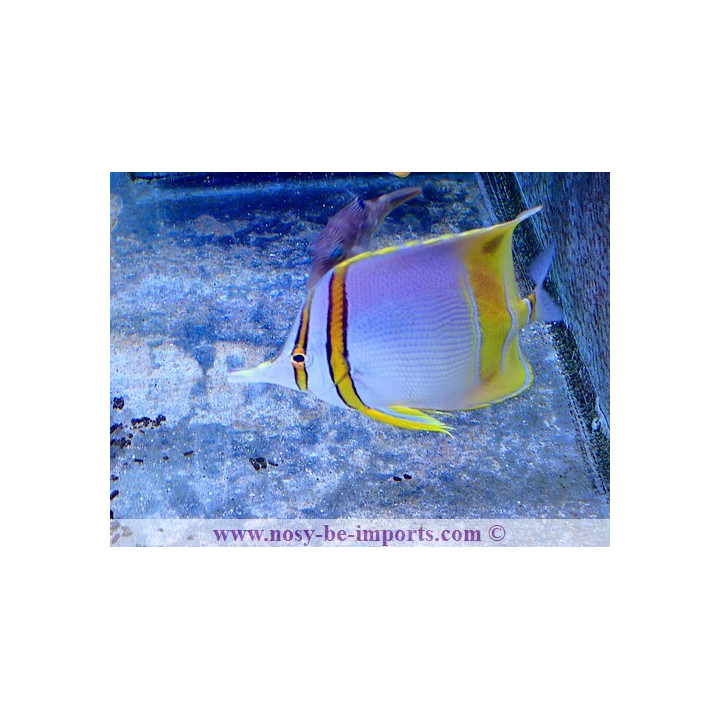 Chelmon marginalis
