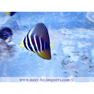 Zebrasoma veliferum