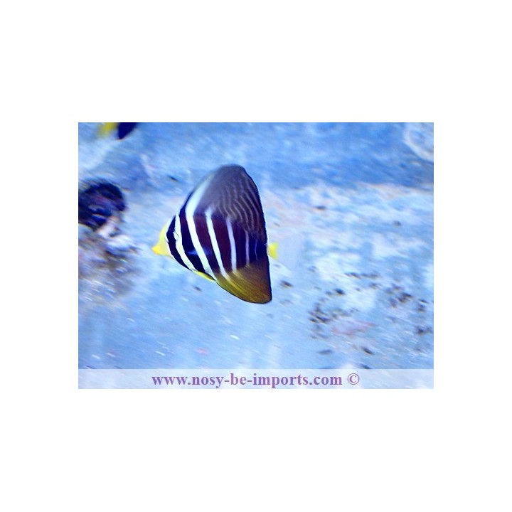 Zebrasoma veliferum