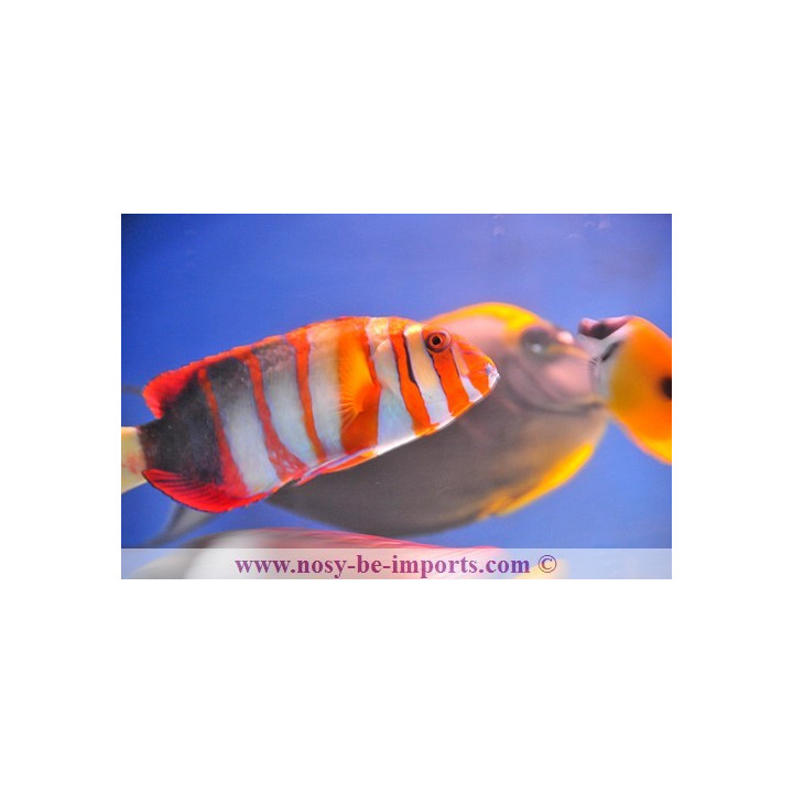 Lienardella fasciata - Choerodon fasciata - labre harlequin