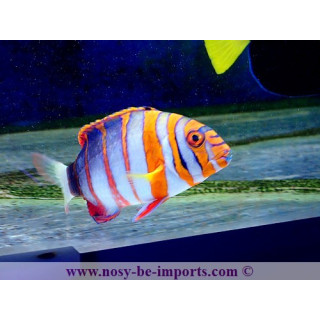 Lienardella fasciata - Choerodon fasciata - labre harlequin
