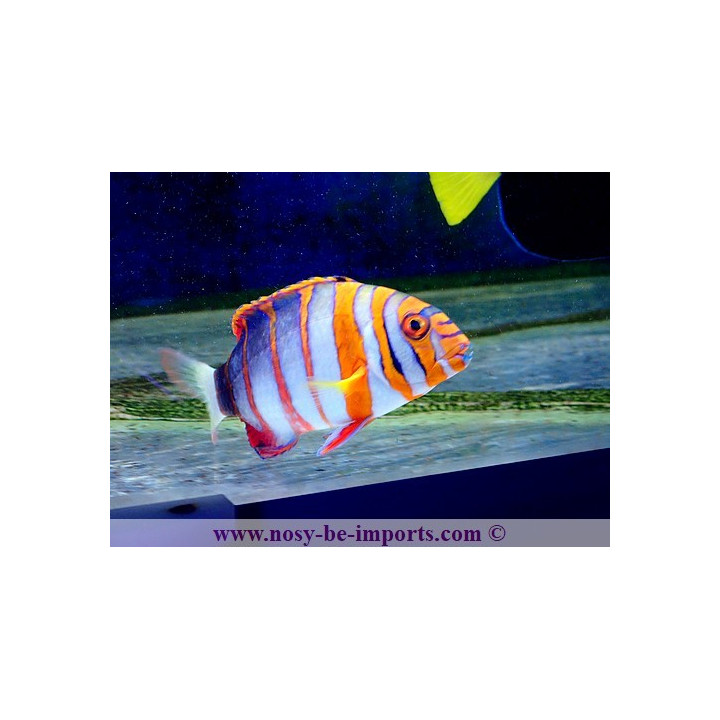 Lienardella fasciata - Choerodon fasciata - labre harlequin