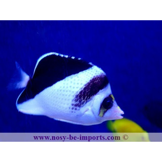 Chaetodon burgessi
