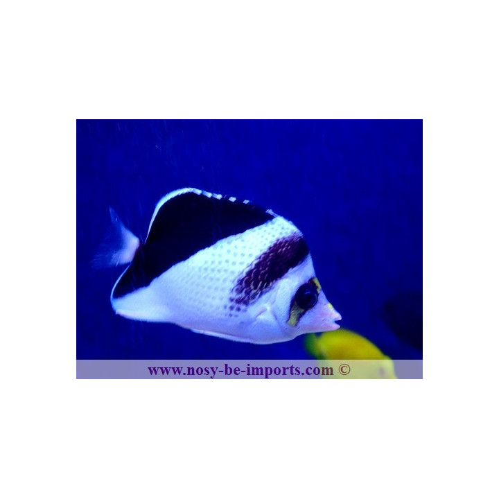 Chaetodon burgessi