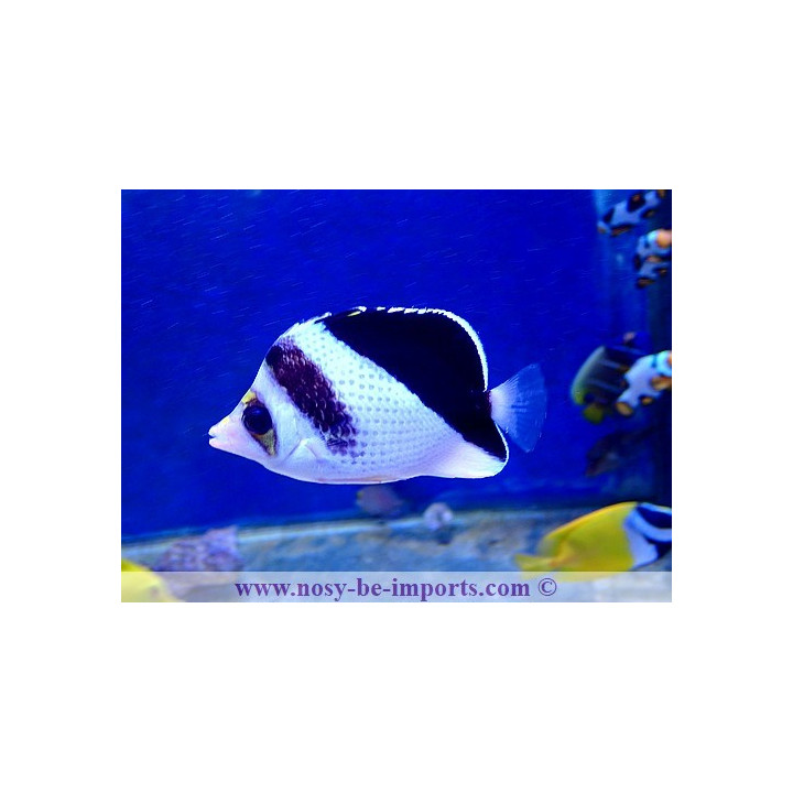 Chaetodon burgessi