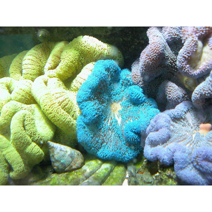 Stichodactyla gigantea bleue - anémone - aquarium sur mesure