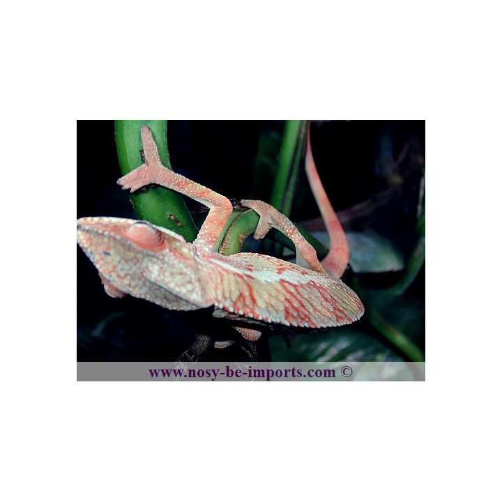 Furcifer pardalis Ambilobe blue bar rouge femelle
