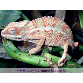 Furcifer pardalis Ambilobe blue bar rouge femelle