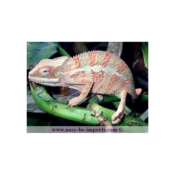 Furcifer pardalis Ambilobe blue bar rouge femelle