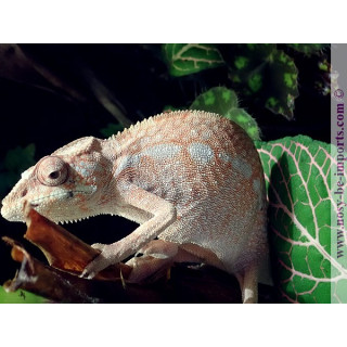 Furcifer pardalis Ankify Femelle