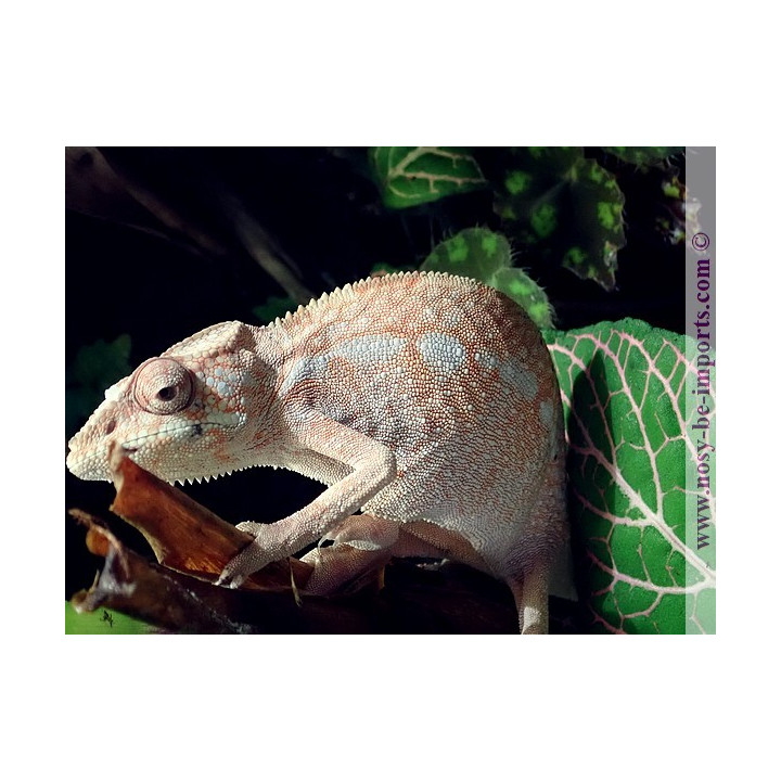 Furcifer pardalis Ankify Femelle