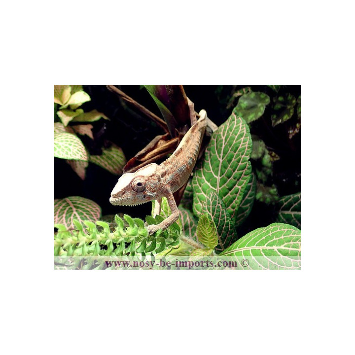 Furcifer pardalis Ankify Femelle
