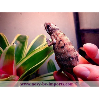 Furcifer pardalis Ambanja rouge femelle