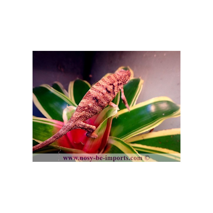 Furcifer pardalis Ambanja rouge femelle
