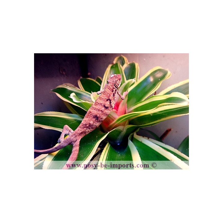 Furcifer pardalis Ambanja rouge femelle