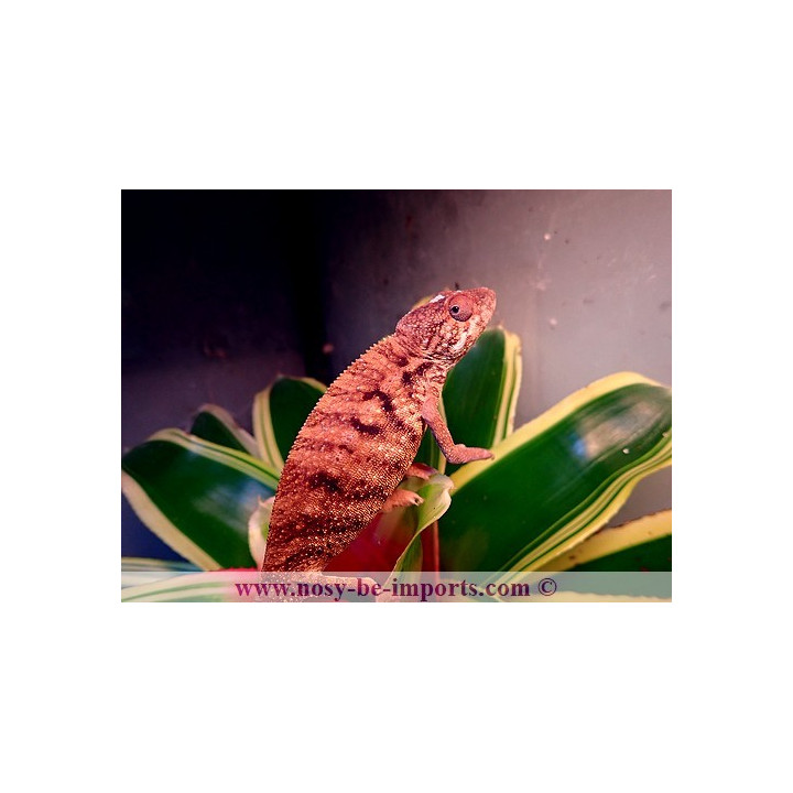 Furcifer pardalis Ambanja rouge femelle
