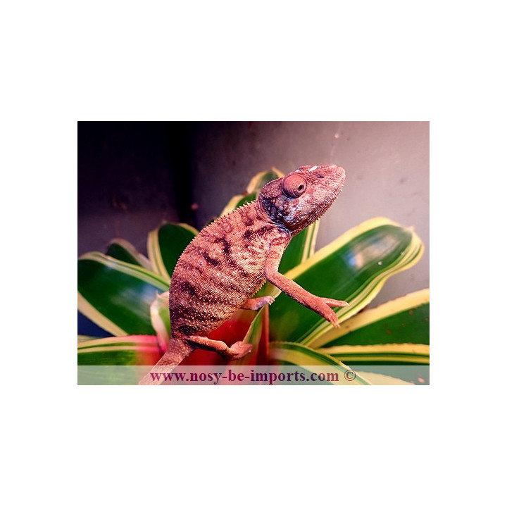 Furcifer pardalis Ambanja rouge femelle