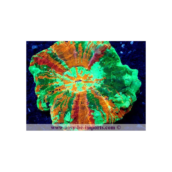 Acanthophyllia deshayesiana multicolore Premium