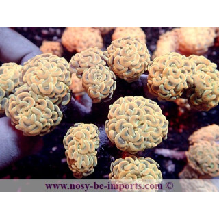 Euphyllia paraancora orange