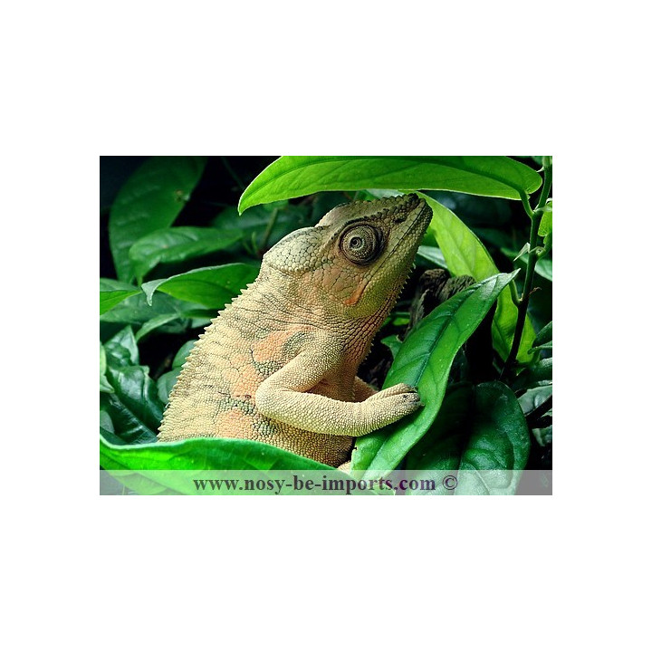 Furcifer pardalis Nosy Be True blue femelle