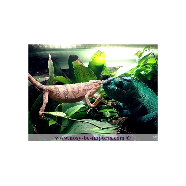 Furcifer pardalis Nosy Be True blue femelle