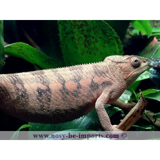 Furcifer pardalis Nosy Be True blue femelle