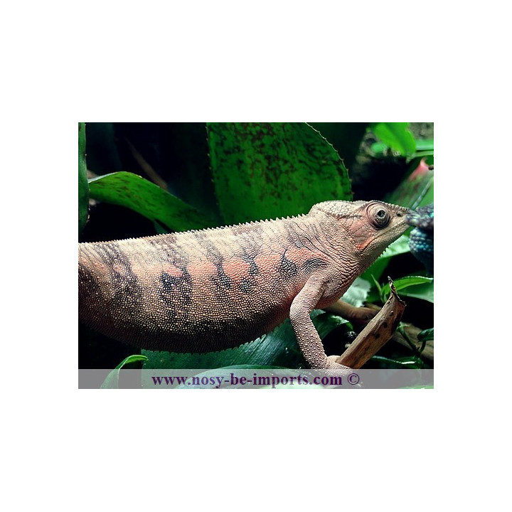 Furcifer pardalis Nosy Be True blue femelle