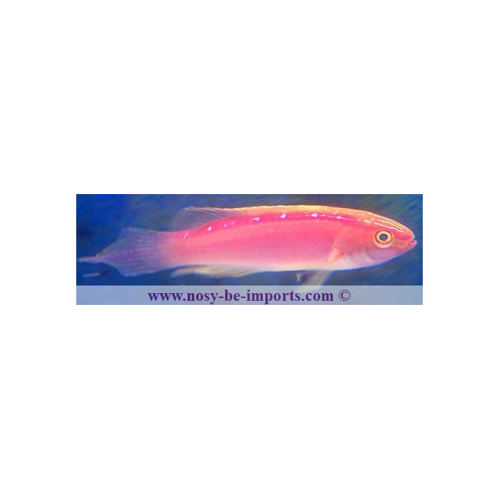Cirrhilabrus roseafascia