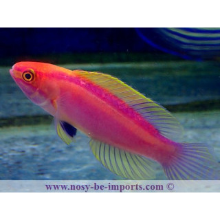 Cirrhilabrus roseafascia