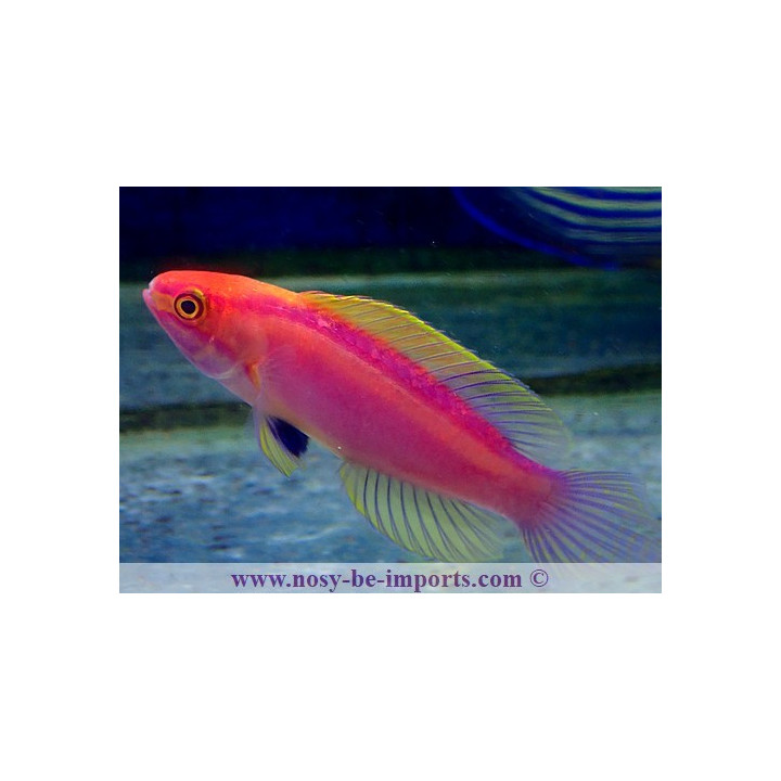 Cirrhilabrus roseafascia