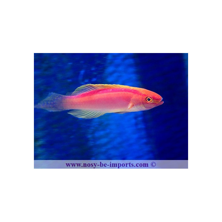 Cirrhilabrus roseafascia