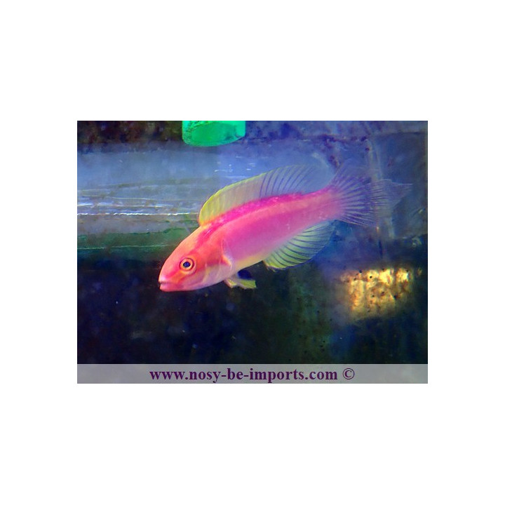 Cirrhilabrus roseafascia