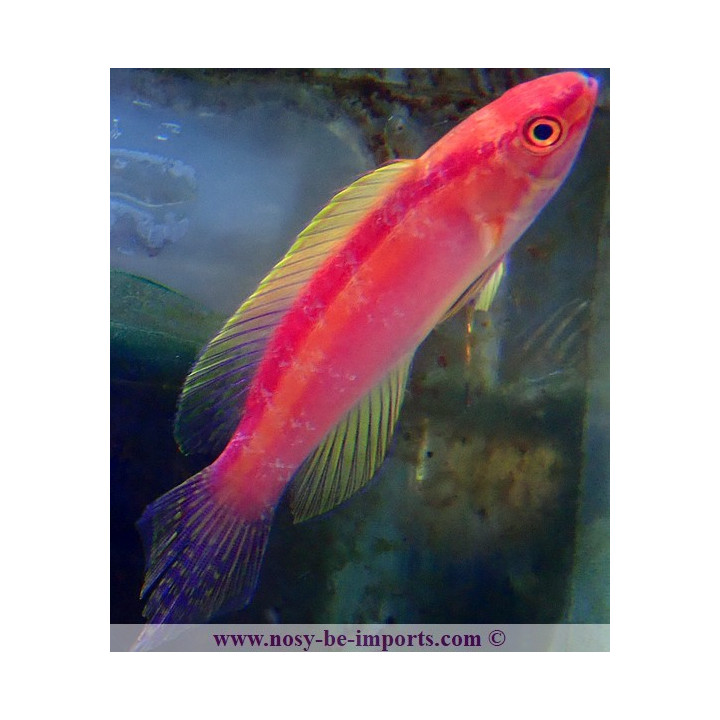 Cirrhilabrus roseafascia