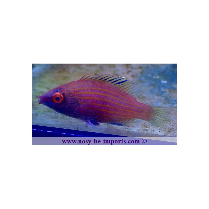 Pseudocheilinops ataenia