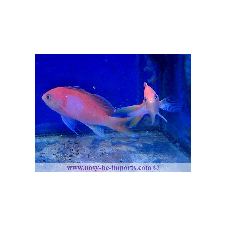 Pseudanthias pleurotaenia