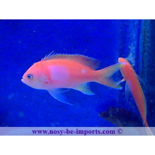 Pseudanthias pleurotaenia