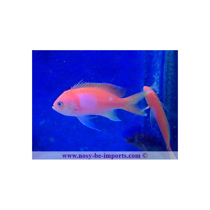 Pseudanthias pleurotaenia