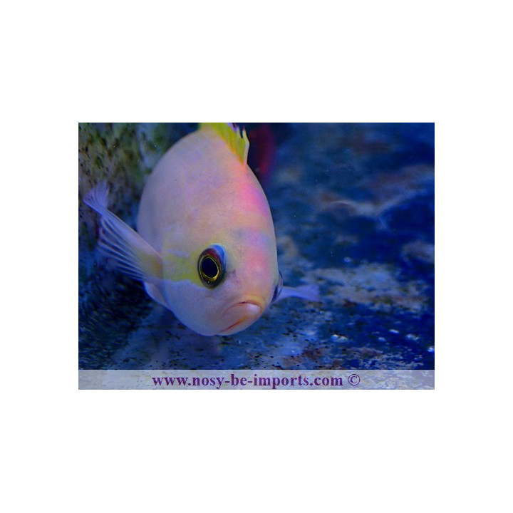 Pseudanthias pictilis
