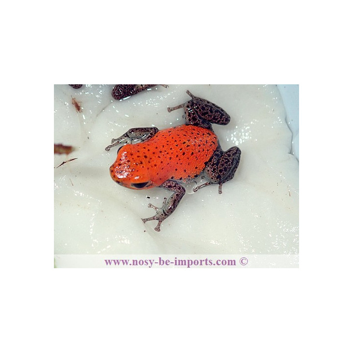Oophaga pumilio Rambala