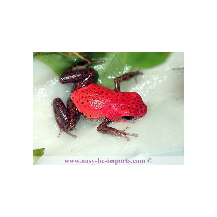 Oophaga pumilio Rambala