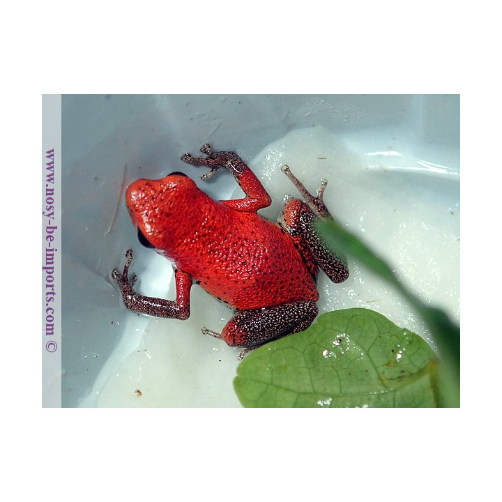 Oophaga pumilio Rambala
