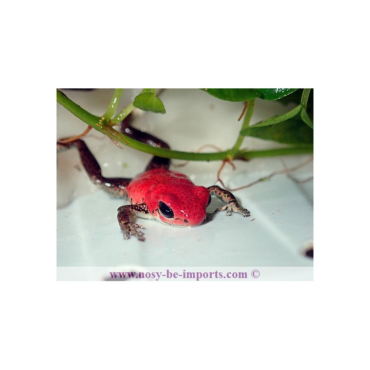 Oophaga pumilio Rambala