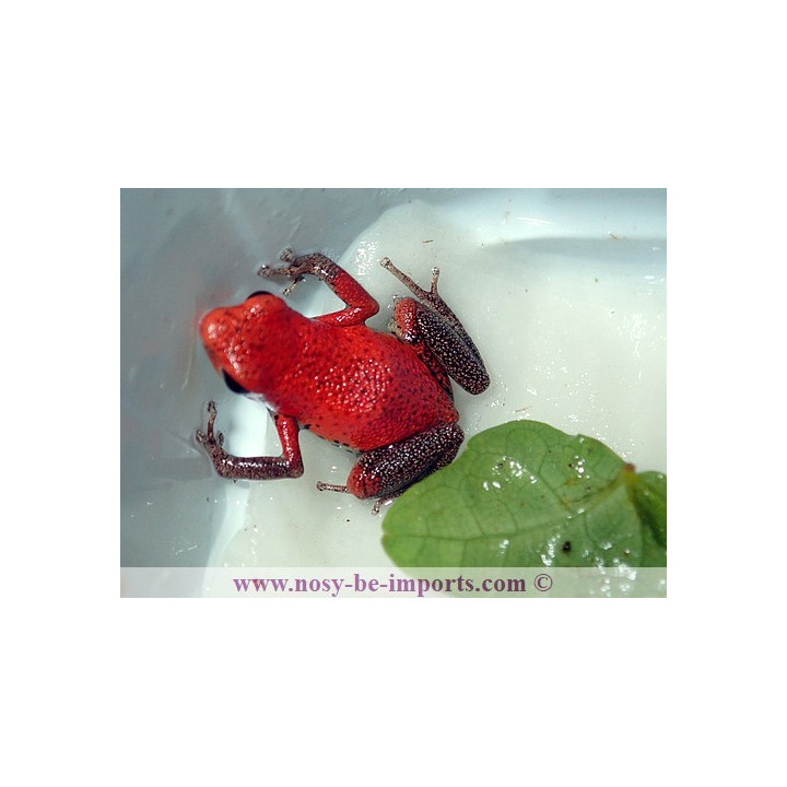 Oophaga pumilio Rambala