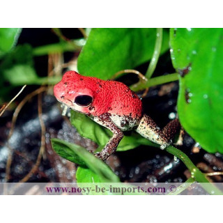 Oophaga pumilio Rambala