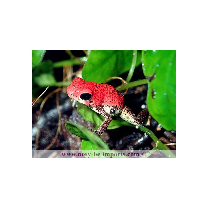 Oophaga pumilio Rambala