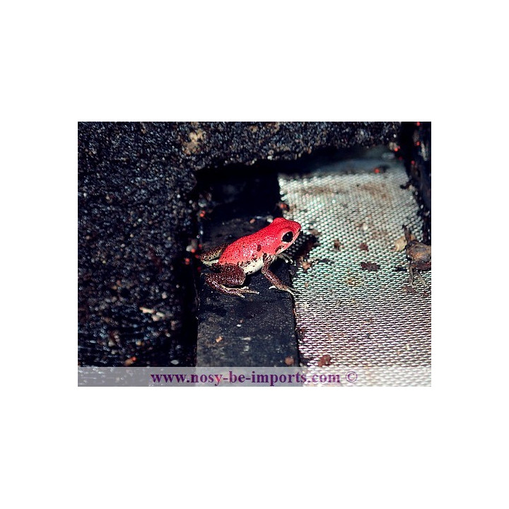 Oophaga pumilio Rambala
