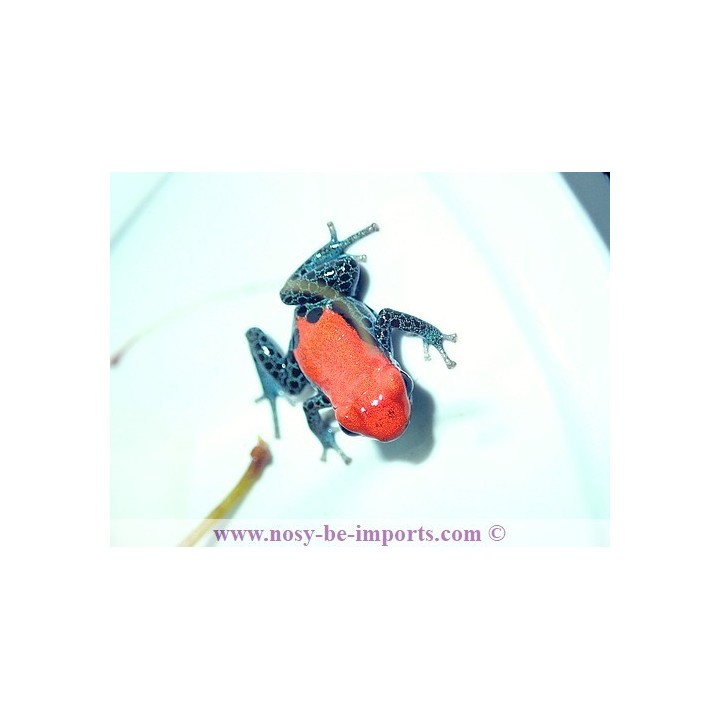 Ranitomeya reticulata