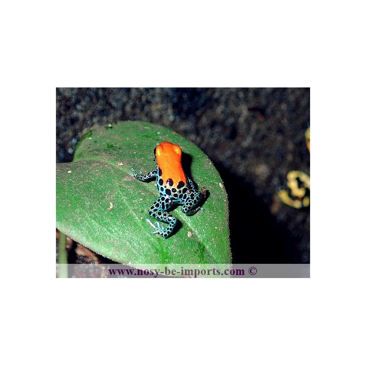 Ranitomeya reticulata