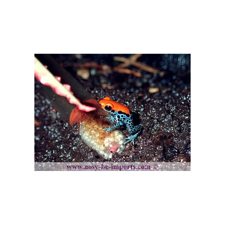 Ranitomeya reticulata