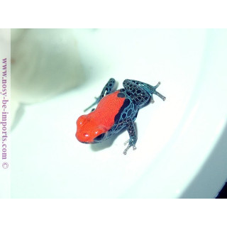Ranitomeya reticulata